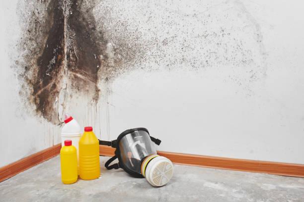Best Mold Testing  in Algonquin, MD
