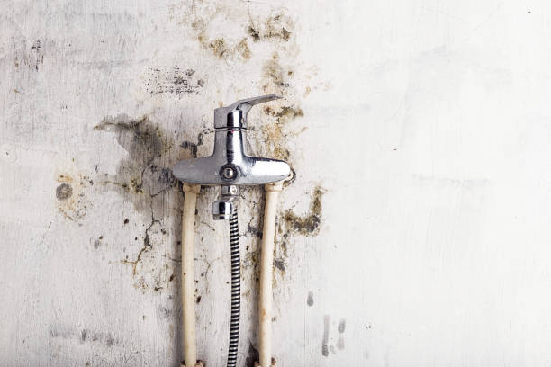 Best Commercial Mold Removal  in Algonquin, MD