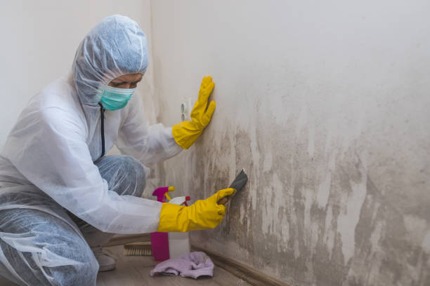 Best Certified Mold Removal  in Algonquin, MD