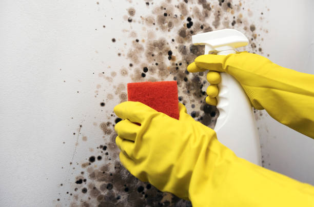 Best Mold Remediation  in Algonquin, MD