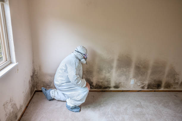Best Mold Damage Repair  in Algonquin, MD