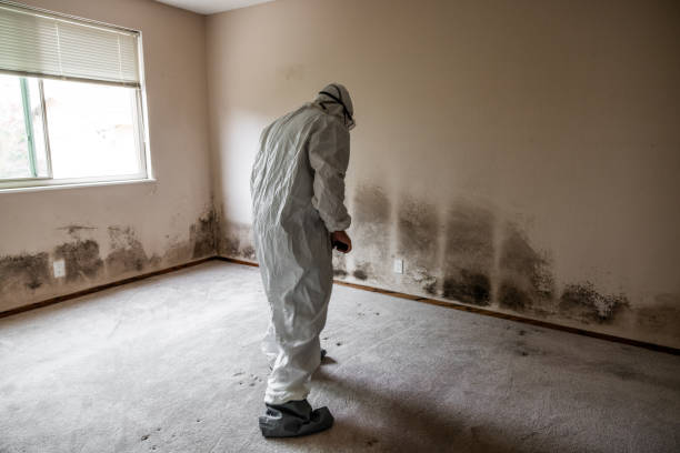 Best Attic Mold Removal  in Algonquin, MD